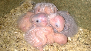 5 Jeunes moliae Ã  2 semaine et demis le + grand_1.jpg