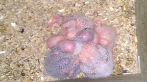 5 Jeunes moliae Ã  2 semaine et demis le + grand.jpg