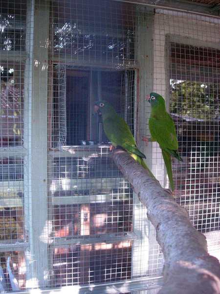 contruction voliÃ¨re ext 003.jpg