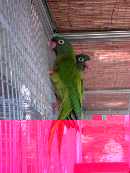 contruction voliÃ¨re ext 004.jpg