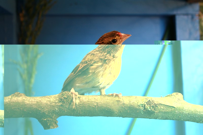 IMG_8728 (Copier).JPG