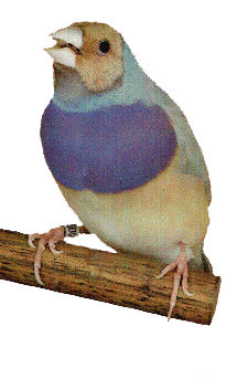 GOULD MALE PASTEL DOS BLEU TETE ROUGE OU ORANGE.jpg