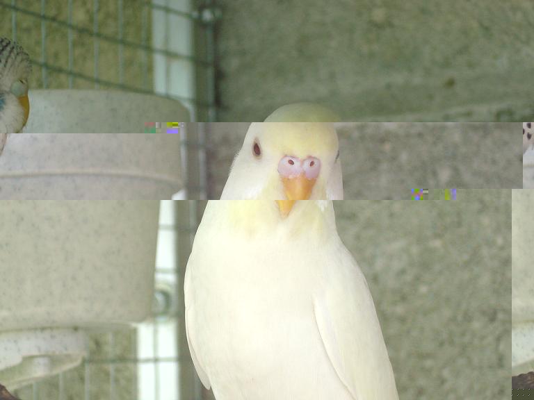 Albino2.jpg
