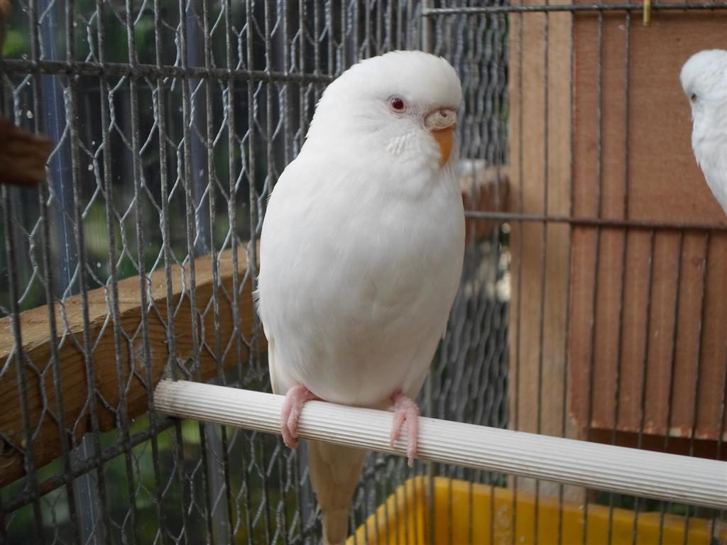 SAM_0932 (Large).JPG