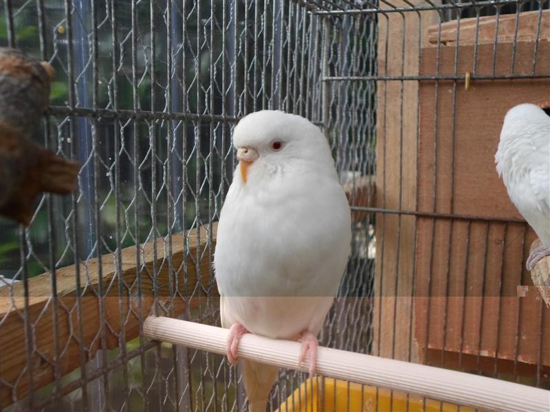 SAM_0933 (Medium).JPG