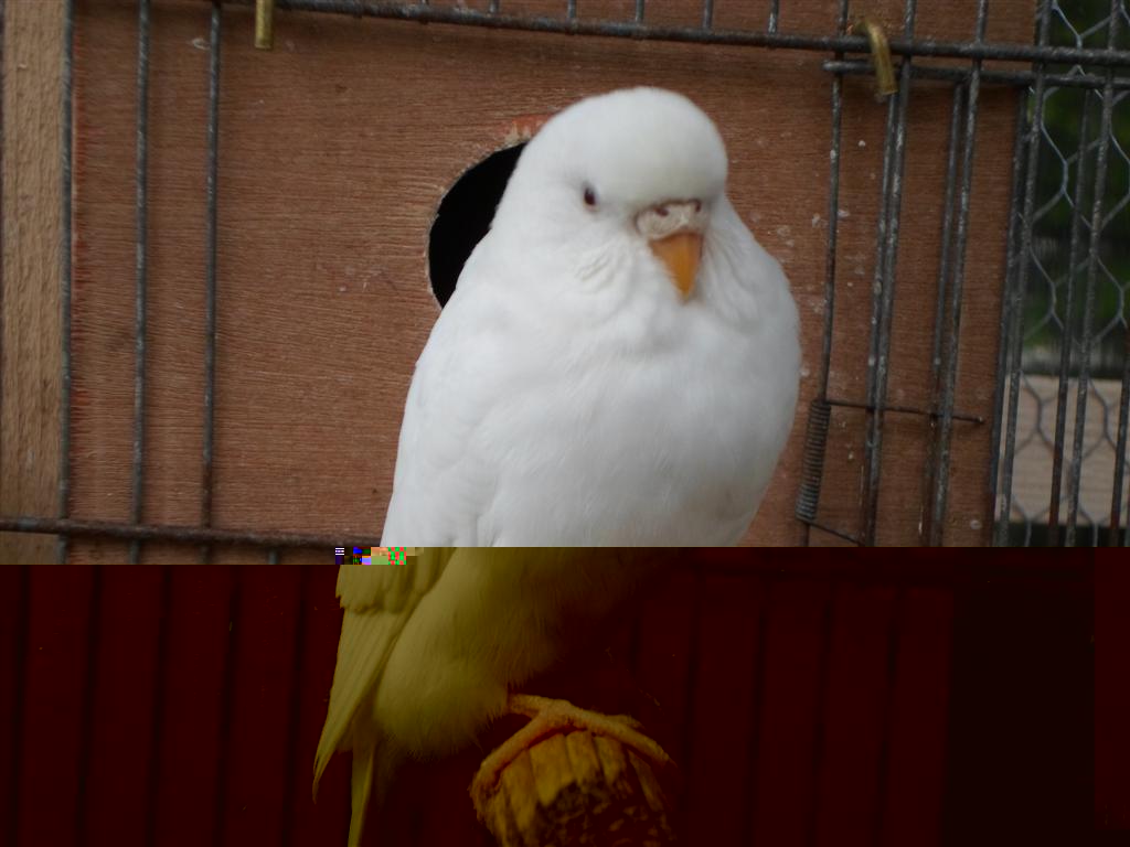 SAM_0935 (Large).JPG