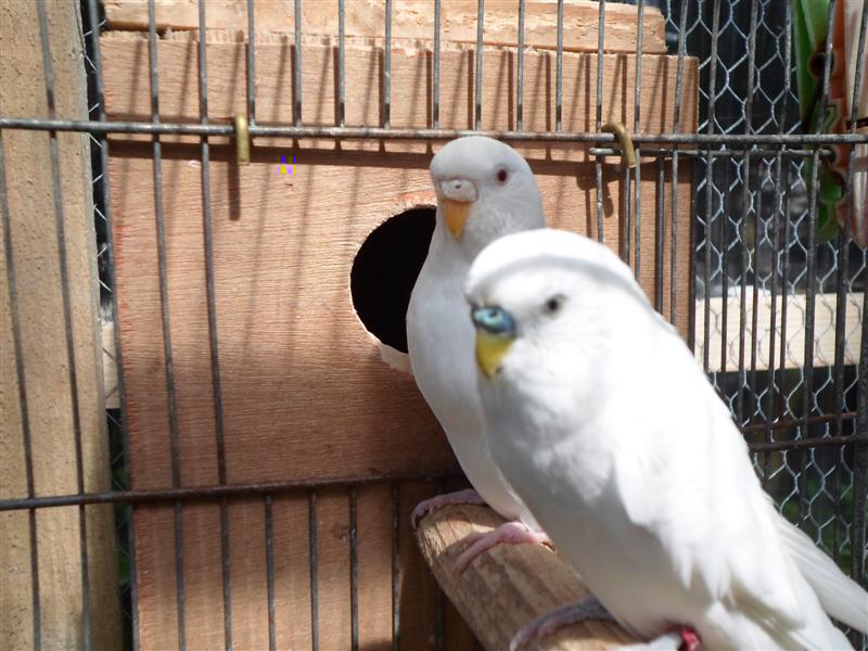 SAM_0939 (Medium).JPG