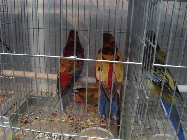 MUTATION ROYALES  PANACHEES (Small).JPG