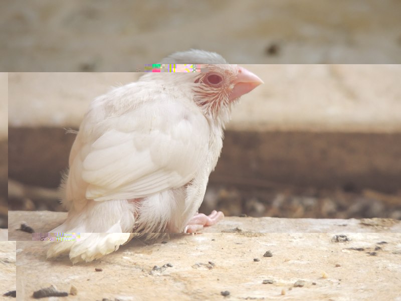 DSCN0024 (Copier).jpg