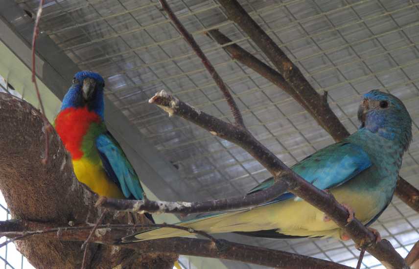 Copie de oiseaux tique 003.jpg