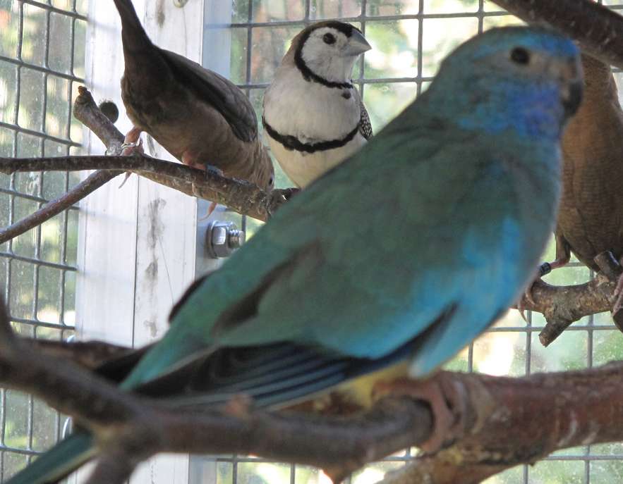 Copie de oiseaux tique 030.jpg