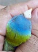 Couleur de tÃªte bleue.JPG