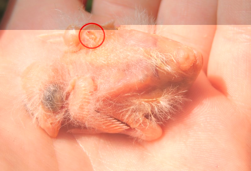 DSCN3125 (Copier).JPG