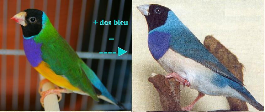 Classique et dos bleu.JPG