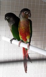 pyrrhura 2 - Copie.jpg