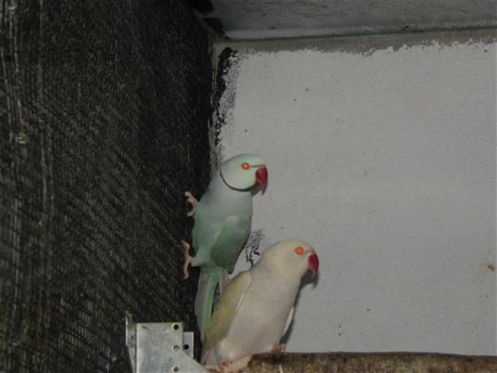 IMGP5424 (Small) (Medium).JPG