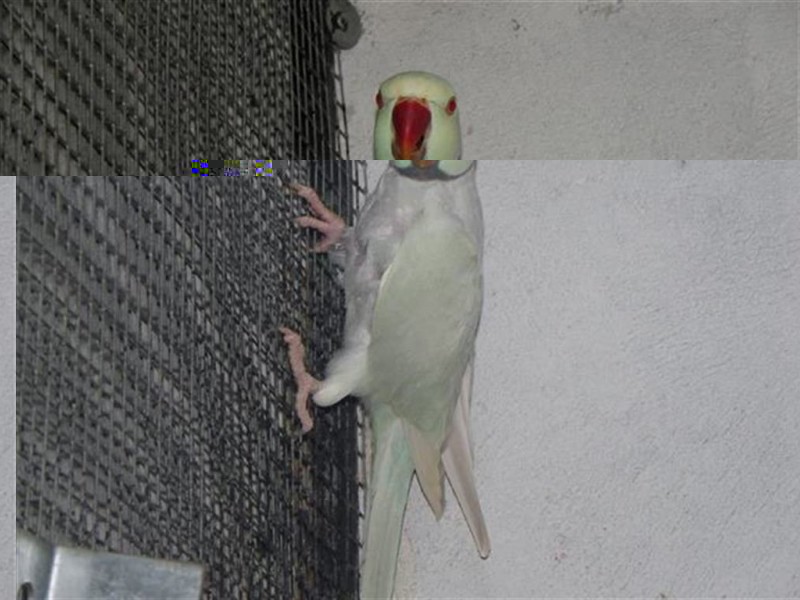 IMGP5426 (Medium) (Small) (Medium).JPG