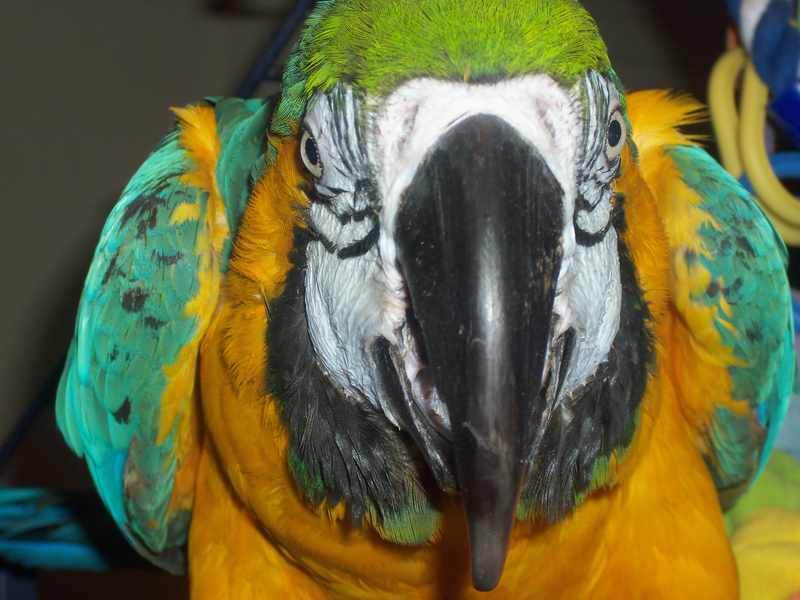 bec Ã  Paco vu de face.jpg