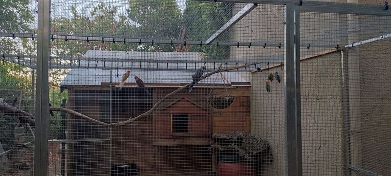 voliere6.jpg
