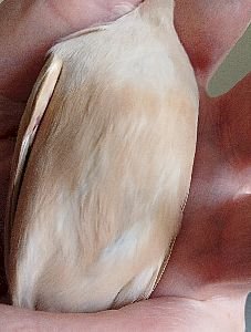 ventre padda brun.jpg