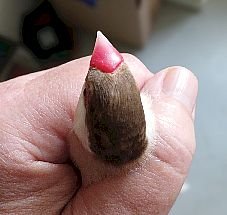 tête padda brun.jpg