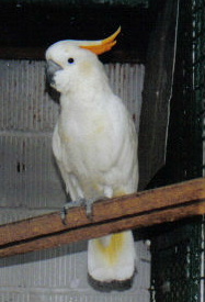 cacatoÃ¨s huppe orange.JPG