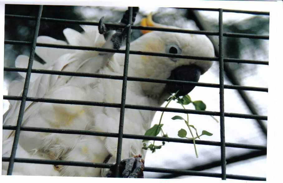 cacatoÃ¨shuppeorange rÃ©.jpg