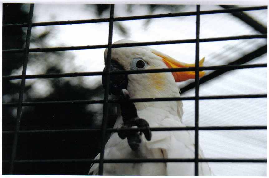 huppe orange rÃ©.jpg