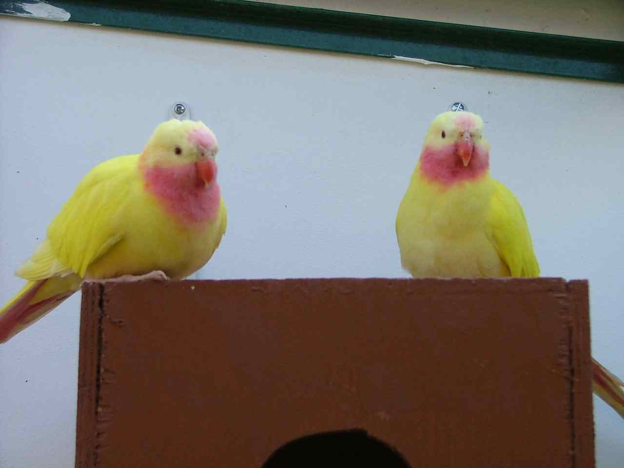 couple de princesse r.jpg