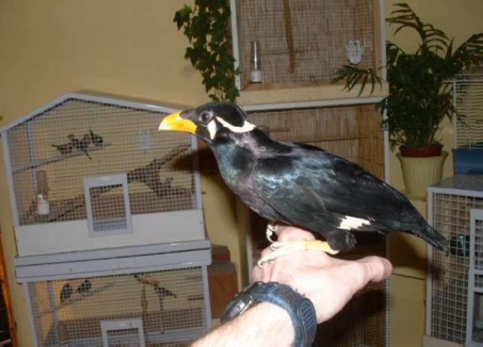 Paco sur ma main.jpg