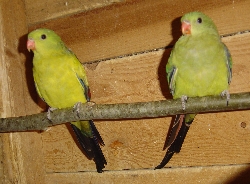 DSC02476 mela 300.jpg