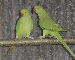 DSC02477 collier 250.jpg