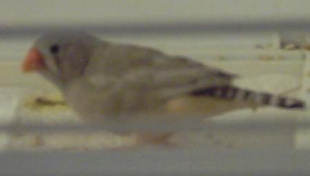 mandarin femelle.JPG