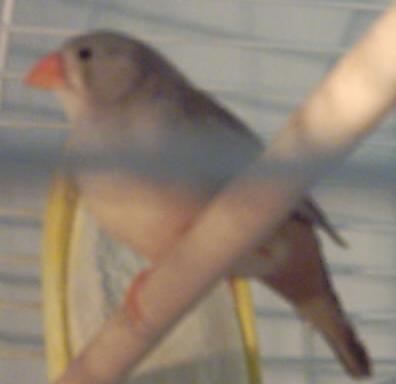 mandarin femelle 3.JPG