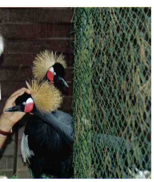 grues couronnÃ©es.jpg