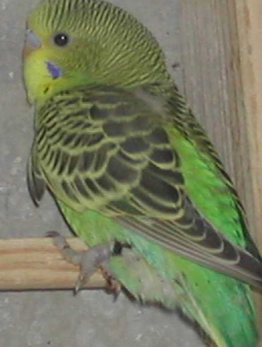 perruche blÃ©ssÃ©.jpg