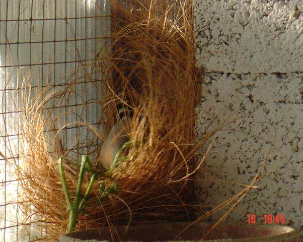 nid mandarin artisanale.jpg