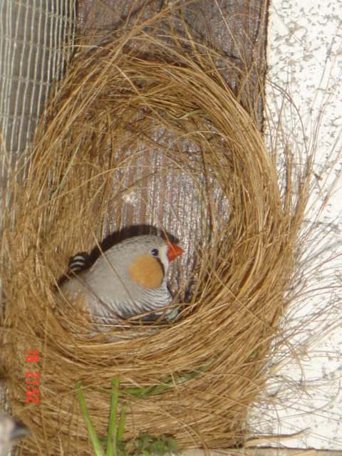 nid mandarins artisanale.jpg