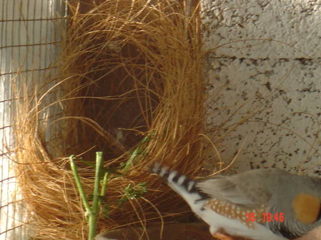 nid mandarin artisanale0.jpg