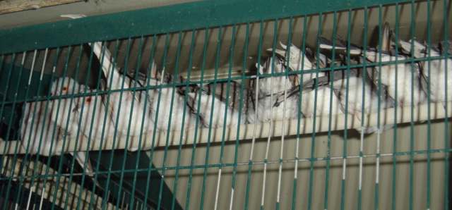 Q de colombe Diamants.jpg