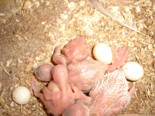 2Ã¨me couvÃ©e de Canelle.JPG