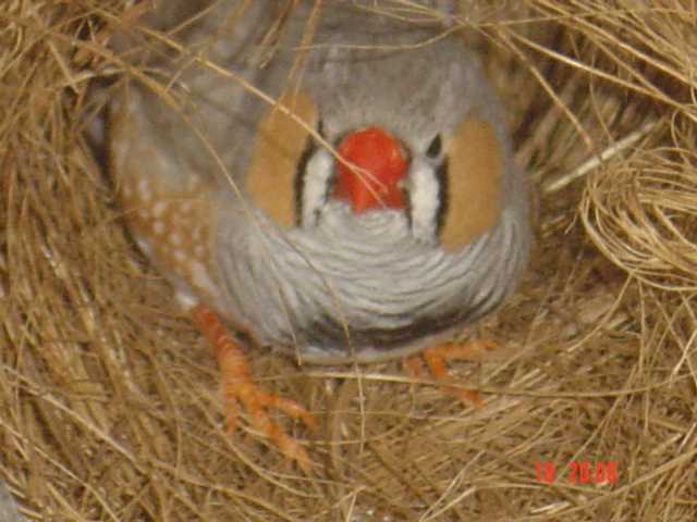 Nids mand ca avance.jpg