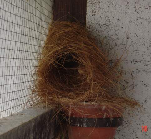 Nids mand ca avance .jpg