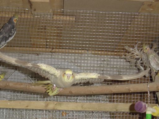 kiki en plein vol.jpg