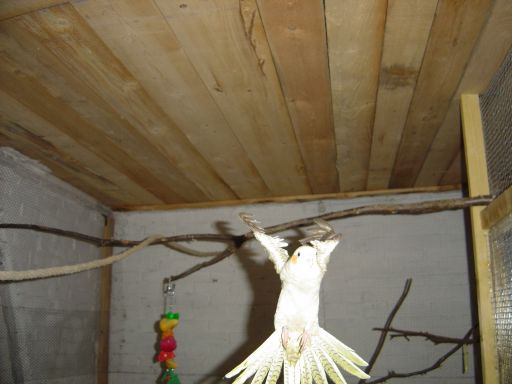 kiki en plein vol 2.jpg