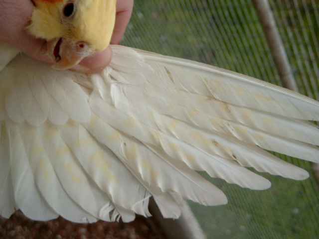 calopsitte femelle aile.jpg