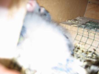 BÃ©bÃ©s Stanley 15 jours 2.JPG