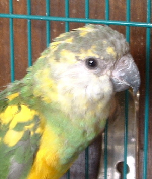 youyou panacher tete de pret 1.JPG