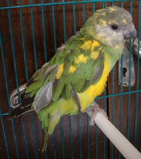 youyou panacher 1.JPG