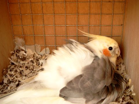 calo panachÃ© 2.jpg